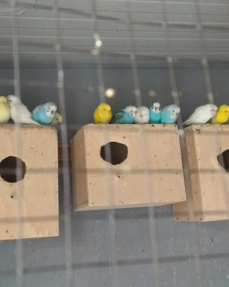 Cocorita