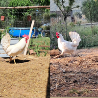 Livornesi u.o.v.a. ed altro