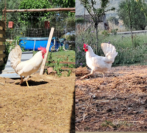 Livornesi u.o.v.a. ed altro