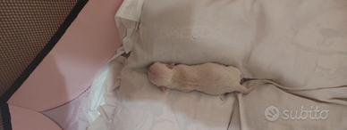 Chihuahua