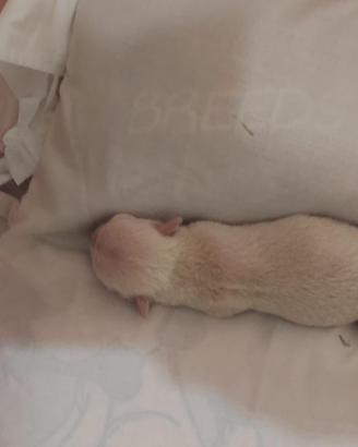 Chihuahua