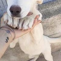 Cuccioli di 5 mesi, 2 femmine e 2 maschi
