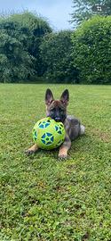 Pastore Tedesco cuccioli FOTO AGGIORNATE