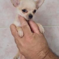 Chihuahua mini toy