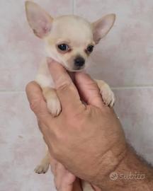 Chihuahua mini toy