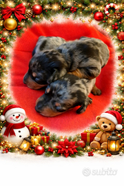 Cuccioli di bassotto