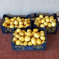 frutta