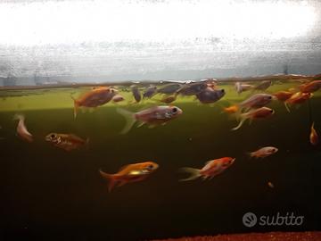 Pesci Rossi e Pesci Cometa d'acquario e laghetto