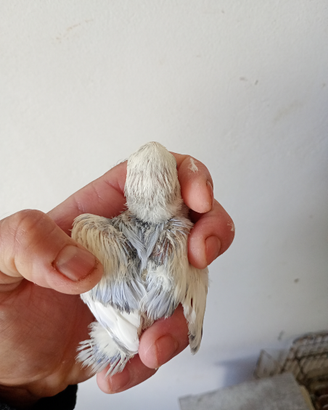 Animali franc