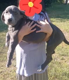 Cuccioli taglia media