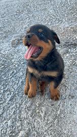 Cuccioli Rottweiler