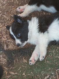 Cuccioli border collie