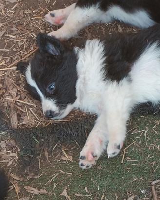 Cuccioli border collie