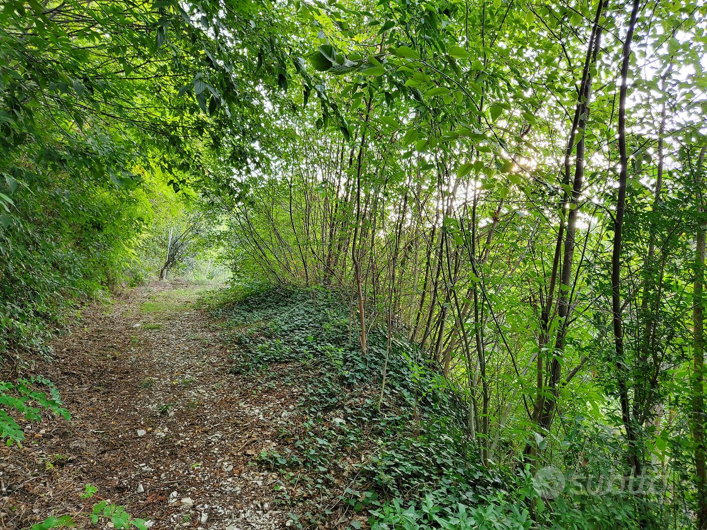 Terreno con alberi ad alto fusto - Vista 2