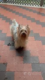 Yorkshire terrier adulta
