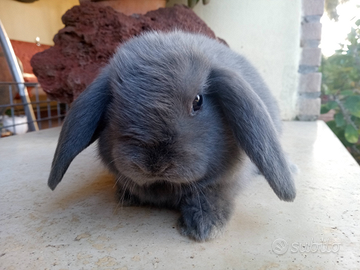 Cuccioli di coniglio ariete nano ROMA Sud