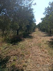 Terreno oliveto