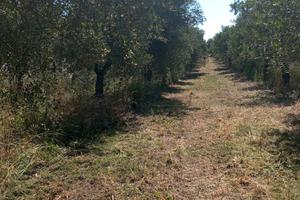 Terreno oliveto