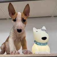 Bull terrier miniature