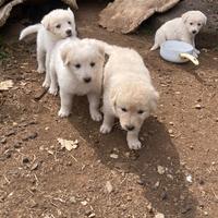 Cuccioli da babbo maremmano