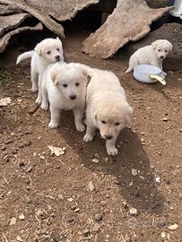 Cuccioli da babbo maremmano