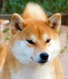 Splendida Shiba