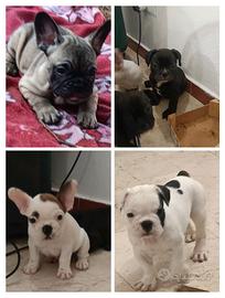 Cuccioli di bulldog francese