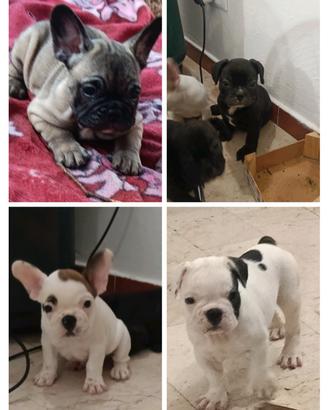 Cuccioli di bulldog francese