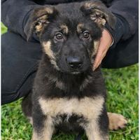 Cuccioli pastore tedesco
