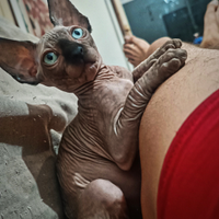 Sphynx point