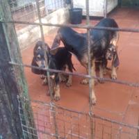 Disponibilità di cuccioli