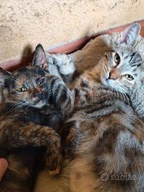 Gattini