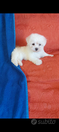 Cuccioli maltese Toy europeo