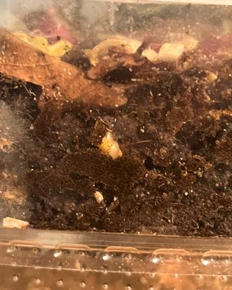 Regal o piccola colonia di lumache subulina octona