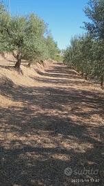 Uliveto mandorleto Gravina in Puglia