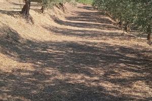 Uliveto mandorleto Gravina in Puglia
