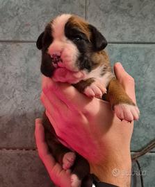 Cuccioli di boxer