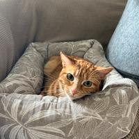 Mia gattina 2 anni e mezzo