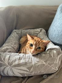 Mia gattina 2 anni e mezzo