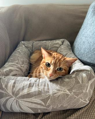 Mia gattina 2 anni e mezzo