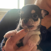 Chihuahua toy