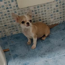 Chihuahua