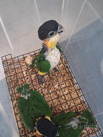 Caicco Testa Nera