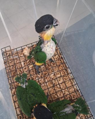 Caicco Testa Nera
