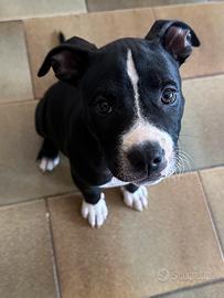 Cucciola Amstaff 3 mesi