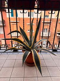 Piante Agave