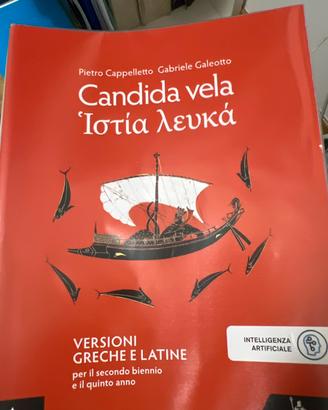 Candida vela