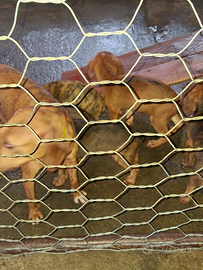 Cuccioli segugi maremmani