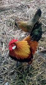 Olandese nana collo oro