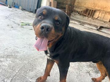 Cucciolo di ROTTWEILER